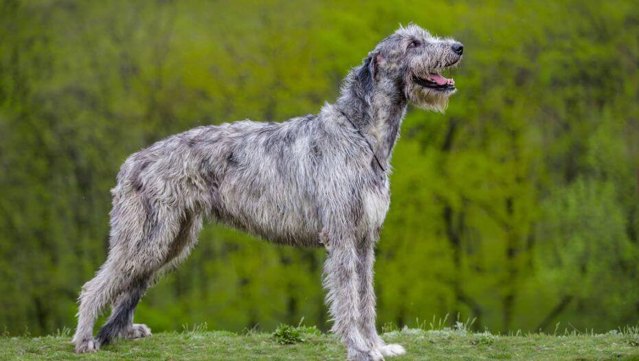 Irish cheap wolfhound dog